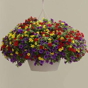 HB Sprinkles on Top combo Hanging Basket (c14)